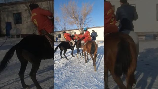 На тренировках по кокпару (көкпар) молодые наездники серьёзно схватились за барана весом 35 кг