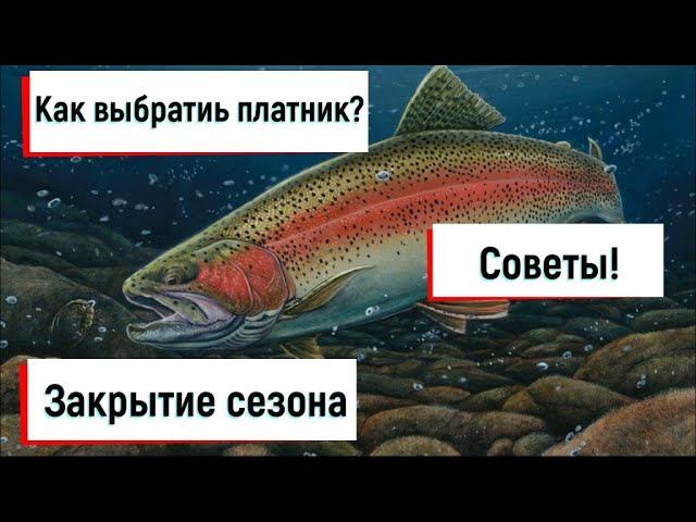 Как выбрать платник! Советы и закрытие летнего сезона. Ловля форели.