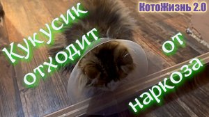 Кукусик отходит от наркоза