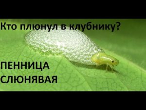 Пенница слюнявая.