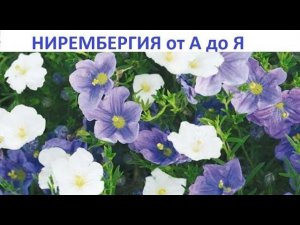 Нирембергия  от А до Я.