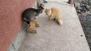 Неприступная кошка. Кот и кошка. Кот заигрывает с кошкой.