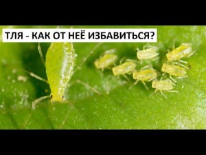 Тля - как от неё избавиться?