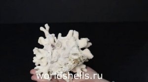 Коралл Палец (Finger Coral) малый 11 см.