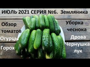 Июль 2021 серия №6. Уборка чеснока. Уход за земляникой.
