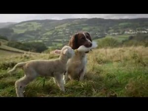 Собака кормит ягненка.