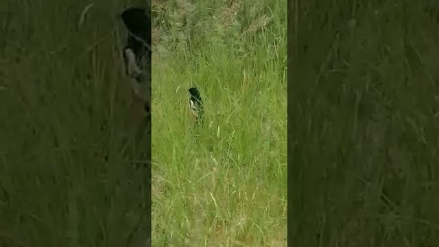 Сорока#белобока#