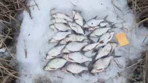 Открыл фидерный сезон 2024. Рыбалка на фидер весной.