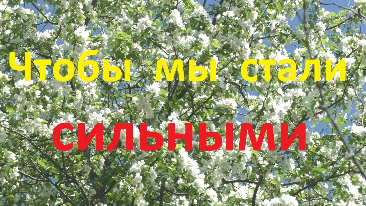 Откуда берутся сильные семьи пчел смотреть онлайн