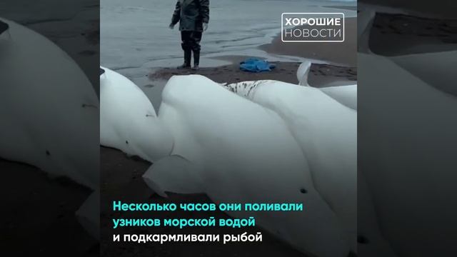 На Камчатке рыбаки спасли семью белух с детенышем