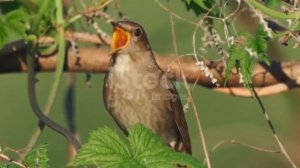 RELAXING MUSIC ПЕНИЕ СОЛОВЬЯ ДЛЯ ГЛУБОКОГО СНА#быстроуснуть#music #beautiful#sleep#пениесоловья#рек