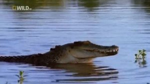 Суперхищники  Крокодил National Geographic