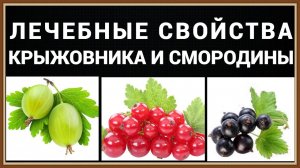 ЛЕЧЕБНЫЕ СВОЙСТВА КРЫЖОВНИКА И СМОРОДИНЫ