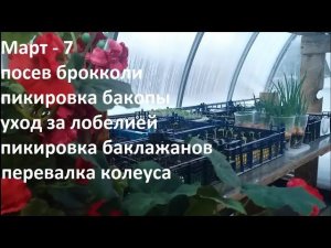 Март № 7 уход за рассадой.