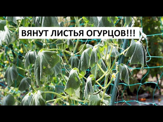 Вянут листья огурцов!!!