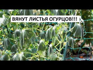 Вянут листья огурцов!!!