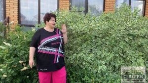 Дерен - отличный вариант для сада минимального ухода!