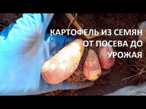 Картофель из семян от  посева до урожая.