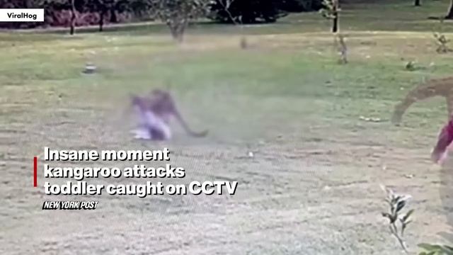 WATCH: Kangaroo attacks Australian toddler in wild video