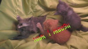 ДетКотСад 1 месяц