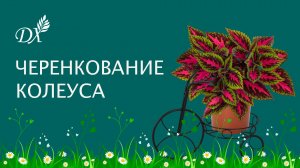 ПЕРЕЧЕРЕНКОВЫВАЕМ КОЛЕУСЫ