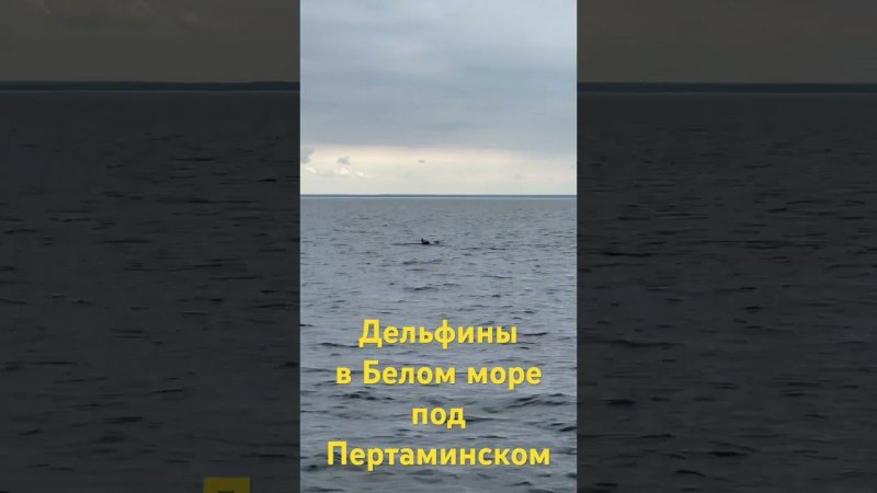 Дельфины зашли в Белое море в район Пертоминска! Разогнали треску в радиусе километра, клев пропал!