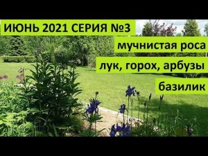 Июнь 2021 серия №3. Мучнистая роса. Лук, горох, арбузы, базилик, горох и много что еще....