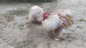 Охра карликовий кохинхин
