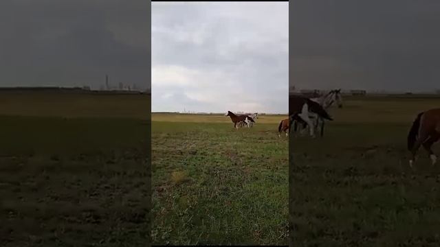 Кобал Айғыр Жылқы Астана Үйір Айғыры Жорға