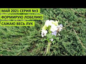 Май 2021 серия №3. Сажаю весь лук. Формирую лобелию.