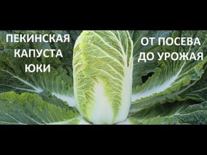Пекинская капуста от посева до урожая.