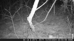 Куница и крик филина