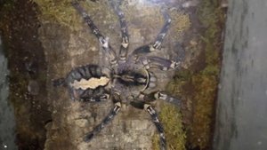 Pokie size comparison