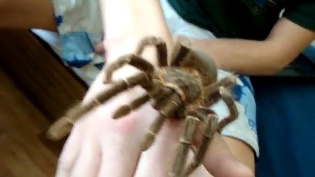 Паучара