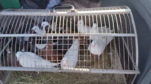 Ярмарка голубей Минск 30 июня 2024   Pigeon Fair Minsk June 30, 2024