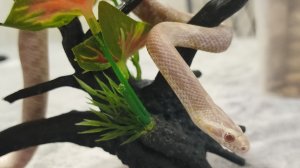 Маисовый полоз