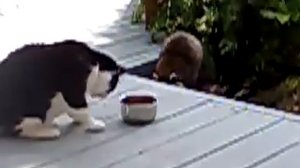 кот и енот.mp4