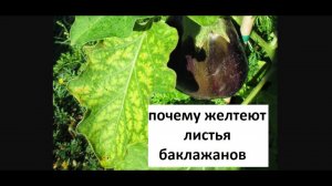 Почему желтеют листья баклажанов.