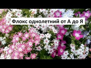 Флокс однолетний от А до Я.