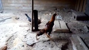 Бойцовые петухи.Приучаю молодых к рукам