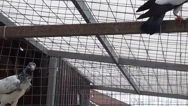 Original teddy pigeons from Sialkot, Pakistan, Ashiq Hussein. Оригинальные голуби тэдди из Пакистан