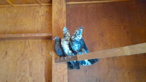 Николаевские голуби перелётик