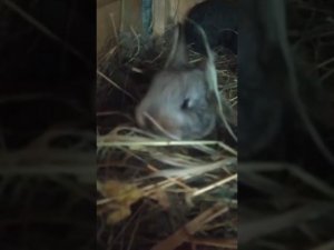 #rabbit Нам 20 дней, начинаем хулиганить и пробовать морковку