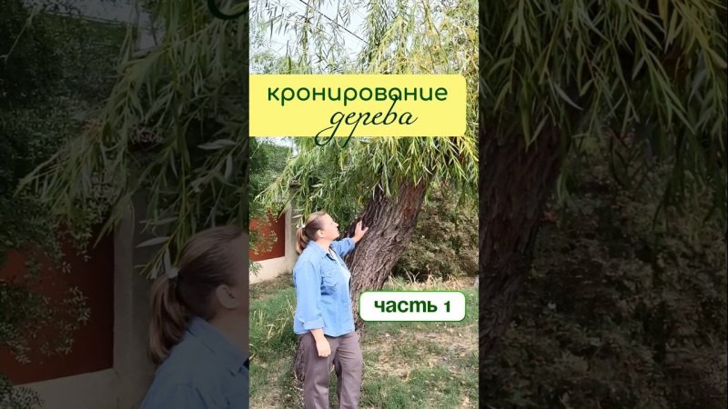 КРОНИРОВАНИЕ деревьев - начало