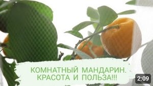 КОМНАТНЫЙ МАНДАРИН🍊КРАСОТА И ПОЛЬЗА!