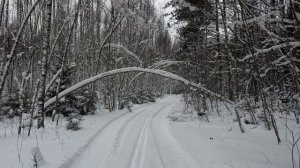 Красоты зимнего леса