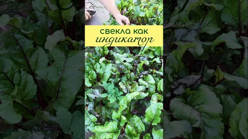 СВЕКЛА как индикатор кислотности почвы