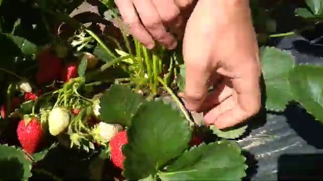 кубника сорт Альба обзор 2018 смотреть онлайн