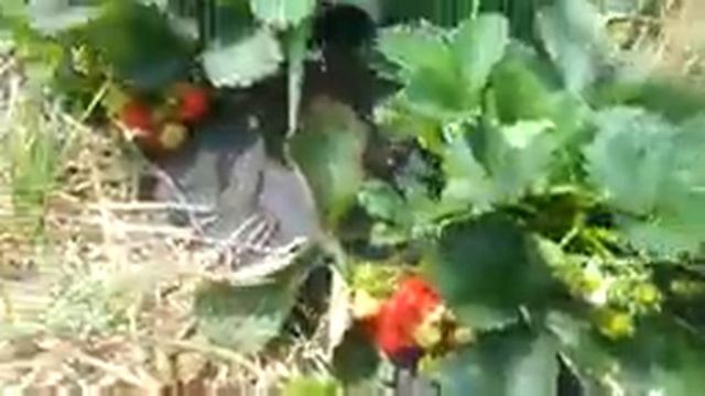 Клубника сорт Королева Елизавета 2 смотреть онлайн