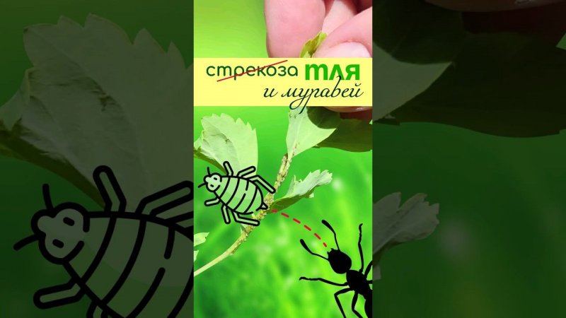 ТЛЯ и МУРАВЬИ